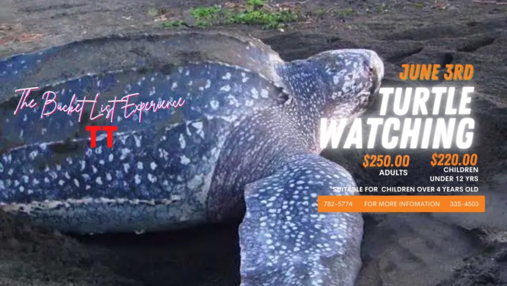 June 3rd - Turtle Watching & Foodie Road Trip