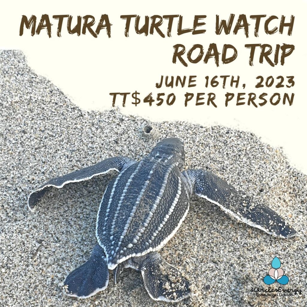 Matura Turtle Watch Road Trip
